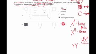 How to Solve Pedigree Diagram Questions IB Biology [upl. by Schwejda89]