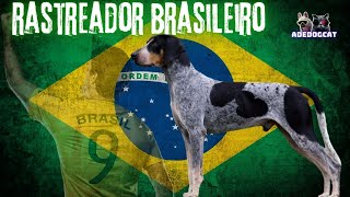 RASTREADOR BRASILEIRO FAREJADOR CAÇADOR CÃO DE BUSCA [upl. by Nahpets]