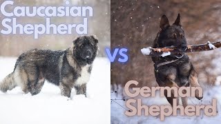 Caucasian Shepherd or German Shepherd Which Is Best For You [upl. by Blanche]