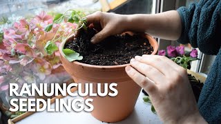 Transplanting Ranunculus Seedlings Into Pots Growing Ranunculus For The First Time  Balconia G [upl. by Enelhtac]