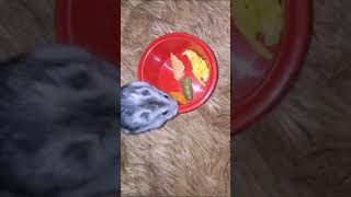 Syrian hamster dinner is served 😋 pets cutehamsters [upl. by Grae]