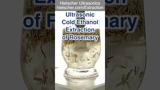 Rosemary Extraction Process with Hielscher UP400St Probe Sonicator ultrasonic extraction [upl. by Yahiya]