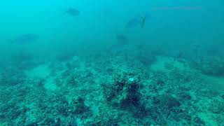 Hogfish heaven  50foot underwater video Gulf of Mexico [upl. by Atenik]