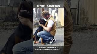 Meet Sampson Abandoned Rottweiler [upl. by Haggai]