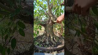 Benjamina tempel Filipin bonsai bonsaiindonesia bonsaitree shorts [upl. by Yerffoeg]