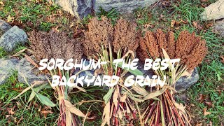 Sorghum The Best Backyard Grain Episode 21 Explosive Metabolism [upl. by Aicre]