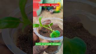 Mirabilis jalapa growing from seeds  four oclock flower jalapa seedling gardeningwithbob [upl. by Curley]