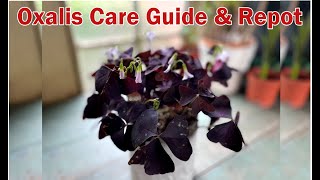 Oxalis Triangularis Care Guide and Repot  Butterfly Plant  Purple Shamrock [upl. by Jamille254]