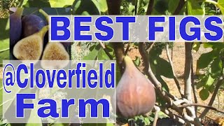 Best Fig Varieties for California Bay Area Grown  Cloverfield Organic PickitYourself Farm [upl. by Calendre]