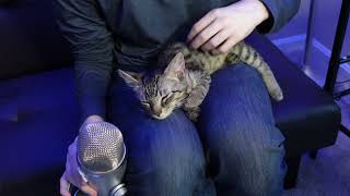 ASMR Purring Cat Sleeping  25 Month Kitten 🐈‍⬛ [upl. by Cychosz]