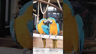 papuga ara araraunamacaw parrot birds animals parrot cute nature pets macaw aviary [upl. by Oika]