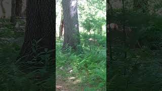 Fawn and Doe Whitetailed Deer in Woods [upl. by Naened]