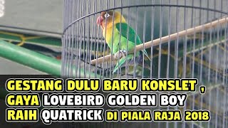 GESTANG DULU BARU KONSLET  INILAH GAYA LOVEBIRD GOLDEN BOY RAIH QUATRICK DI PIALA RAJA 2018 [upl. by Thorny]