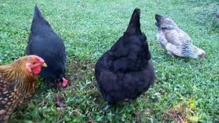 Australorp Chicken December Breed of the Month [upl. by Ignatia]