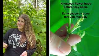 How to spray Knotweed [upl. by Yznil420]