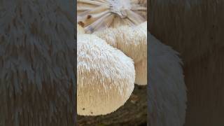 First time growing lions mane mushrooms lionsmane growinglionsmane growingmushrooms [upl. by Yorgerg]