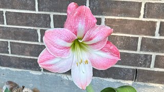 How to grow Amaryllis from seed [upl. by Cazzie]