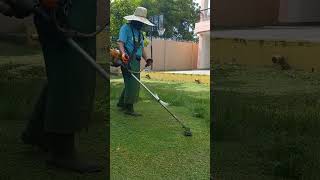 THIS IS VERY GREEN GRASS cuttinggrass lawncare weedeater satisfying brushcutter grasscutter [upl. by Bernadine]