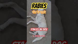 Rabies signs in dogs Stages of Rabies in Dogs [upl. by Bartosch306]