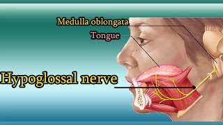 Hypoglossal nerve Test  XII Cranial Nerve functions and examination [upl. by Maxine]