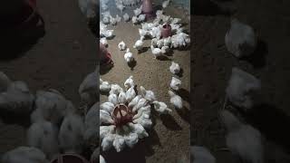 Broiler chicken farm in Sylhet 28062024 [upl. by Araminta]