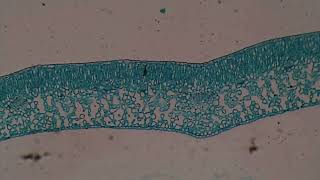 Obserwacje mikroskopowe  Liść zwyczajny [upl. by Selfridge288]
