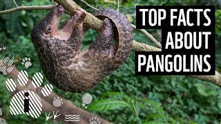 Top 10 Pangolin Facts  Animal Fun Facts  WWF [upl. by Niveg]