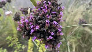 Brazilian Verbena Plant Profile [upl. by Matty542]