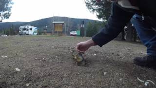 Une marmotte inspecte une GoPro de près [upl. by Lira]