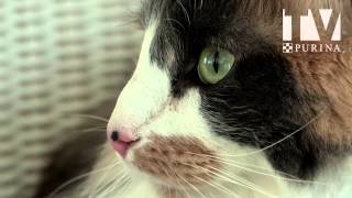 Comment couper les poils sous les pattes de votre chat [upl. by Kletter]