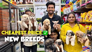 CHEAPEST amp NEW BREED PET SHOP🐕 HYDERABAD IN TELUGU pets [upl. by Ellebanna]