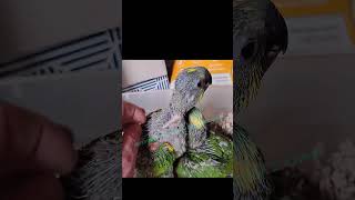 blue front amazon parrots 2024 birds parrotshortsvideo [upl. by Rialcnis]