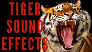 TIGER SOUND EFFECTS  Tiger Roar and Growl [upl. by Coyle]