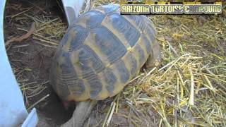 Hermanns Tortoise Laying Eggs [upl. by Eniluqcaj]