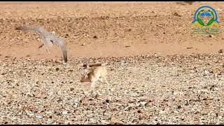 Lanner Falcons hunt a Fennec Fox [upl. by Nivlac]