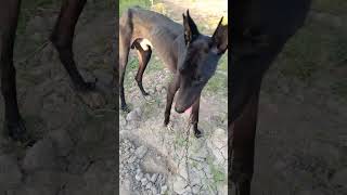 Greyhound Dog 🐶 Greyhound dog breed  italian greyhound dog• greyhound dog running training videos [upl. by Leander398]