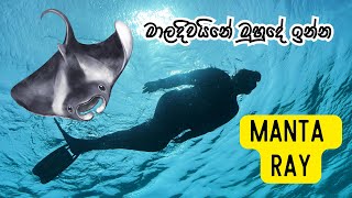 Maldives Mini Vlog [upl. by Adyela]