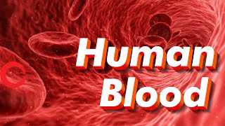 Human Blood rbc wbc plasma platelets  Life processes Class 10 Science Biology [upl. by Anal940]