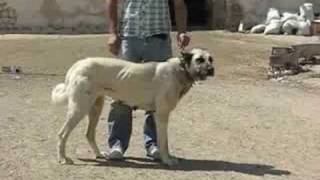 Kangal dogs from the region of Sivas 3 [upl. by Enoid367]