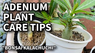 MGA KAILANGAN MONG MALAMAN SA PAGAALAGA NG ADENIUM OBESUM  Desert Rose Plant Care Tips [upl. by Nored]