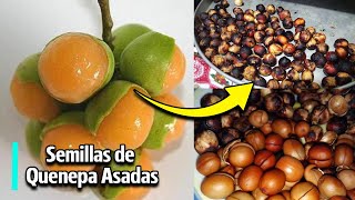 SEMILLAS TOSTADAS DE MAMONCILLO Quenepa o limoncillo un sustituto de cualquier nuez o almendra [upl. by Sorenson]