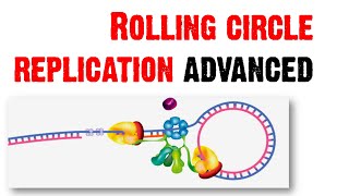 Rolling circle replication advanced [upl. by Peyter674]