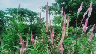 Some tips for planting cockscomb flower longvideo review flowergarden shortviral flowertips [upl. by Marve296]