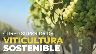 🍇 Viticultura sostenible al alcance de todos  Curso superior de Viticultura Sostenible [upl. by Llamaj]