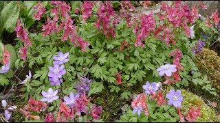 Bulb Log Video Diary Supplement Corydalis Hepatica Hellebore Erythroniums and all the spring fl [upl. by Boeke95]