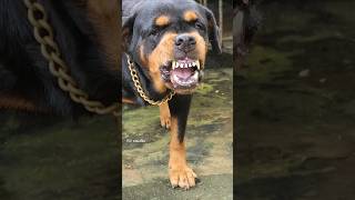 Angry Rottweiler barking sound angrypuppy funnyanimals pitbull angrypets cuteanimal angrydog [upl. by Seabrook]