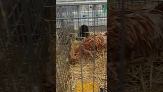 Gallinas Paduana pets gallinas chicken farming gallinos cute pet petlovers [upl. by Decrem462]