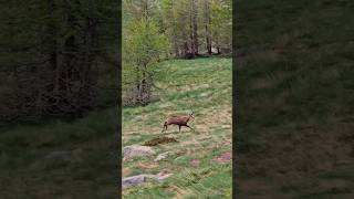 Upega anello Monte Bertrand e Colle delle Selle vecchie 🎬 4 via del Sale [upl. by Alleusnoc]