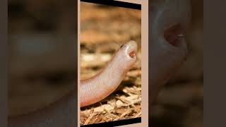 facts quot🦉 Screech Owl’s Tiny Helper 🐍  How a Texas Blind Snake Cleans its Nest 🌿✨quot [upl. by Aidin]