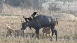 the dogs attacked on the nilgai or blue bull [upl. by Bigler]